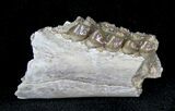 Oligocene Ruminant (Leptomeryx) Jaw Section #21121-1